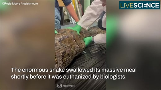 Alligator Gets Swallowed Whole By A Python