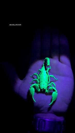 Karim El Turk | Checkout my scorpion ALIEN super power👽🔥 Did you know all scorpions Glow fluorescent under a black light? 🤯 #scorpion... | Instagram