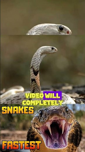 The Snake That Strikes Before You Can React | The fastest snakes in the world #crazyfacts #animals