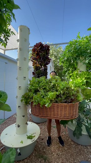 44 aeroponic plants harvested #verticalfarming #urbanfarming #aeroponics #towergarden #hydroponics #gardening #farming #agriculture #potager #lettuce