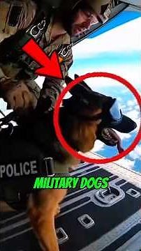 “Top 5 Military Dog Breeds Trusted by Special Forces 🪖🐕” #dog #animals #facts