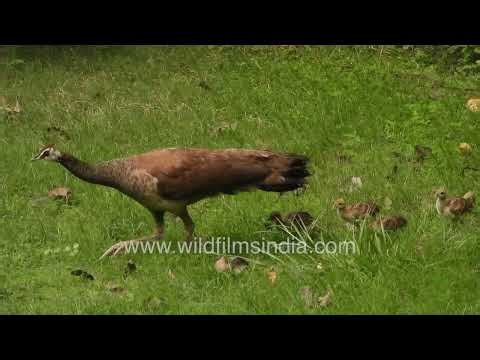 Peahen's four newborn chicks eagerly follow her around, nestle within her belly feathers to hide