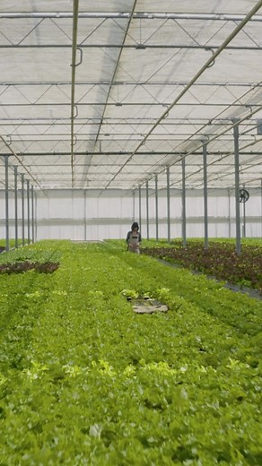 1.4K views | Turn your green thumb into a green career with a Bachelors in Sustainable Horticulture. Prepare for a career as an agronomist, greenhouse manager, hydroponics specialist, floriculturist, and more. | Unity Environmental University | Facebook