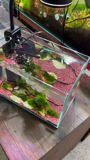 Want to set up a nano tank all in one day? Our pre cycled Seachem matrix media is the key! 💪💪 Loaded with bacteria to instantly process the waste in your aquarium so you can add a small amount of livestock straight away 🥰🥰 #natureaquariums #nature #aquariums #aquariumlife #aquariumhobby #fishtank #tropicalfish #tropicalplant #melbourne #instagood #instadaily #reelsinstagram #reelsdaily #fyp #foryourpage #fypシ #aquascape #aquascaper #aquascaping | Nature Pets & Aquariums