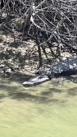 Alligator Responds to Call