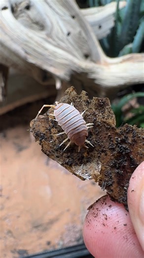 60K views · 704 reactions | Powder Orange Isopods are my go to species for arid enclosures. They are bold, prolific, and affordable. #everevolvingexotics #reptileshop #tucson #arizons #isopods | Ever Evolving Exotics | Facebook