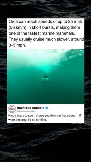 Orcas Can Swim Faster Than You Think