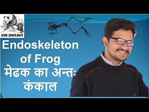 Endoskeleton of Frog