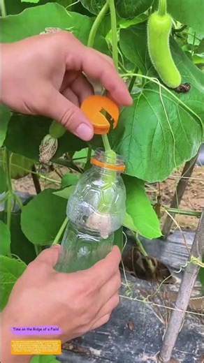 Growing Gourds in Bottles: How a Plastic Hack Shapes Perfect Curves