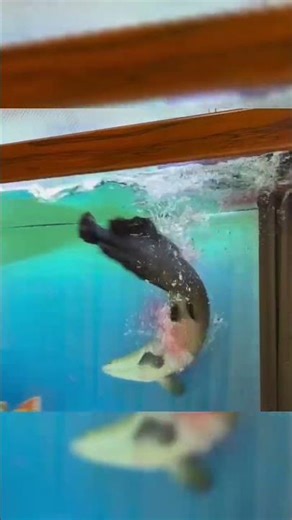 Did You Know, an arapaima shows its fierce power as it snaps up a small fish in an instant?