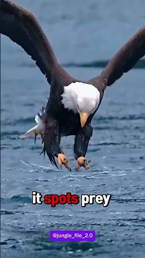 The Eagle That Rules the Rainforest