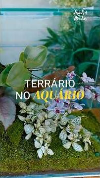 TERRÁRIO no aquário