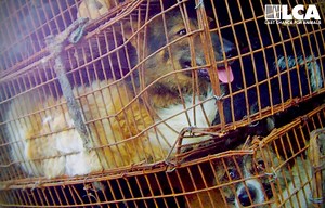 Dog Meat 365 - Stop Dog Meat