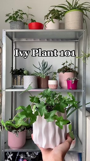 All About Ivy Plants: Care Tips and Benefits