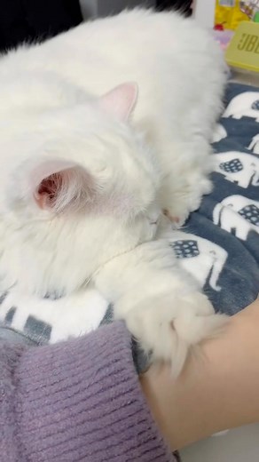 100% mochi softness, 100% kitty cuteness 😽💕” #MochiKitty #CutieCat #SoftEnergy #KawaiiVibes #CatLovers #AestheticMood | Purr Mochi