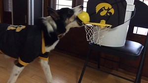 Thanks for sharing Richard Kane (Class of 1986). Go Hawkeyes! | Iowa Men's Basketball