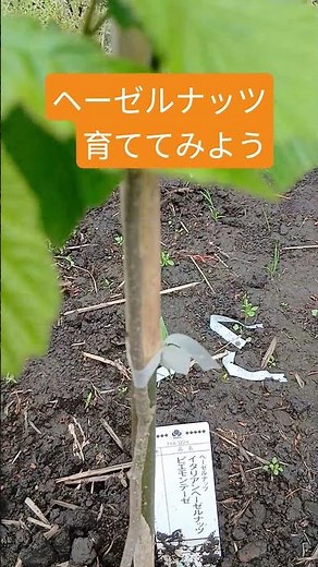 ヘーゼルナッツを育ててみよう #家庭菜園 #農業 #スローライフ #ヘーゼルナッツ#slowliving