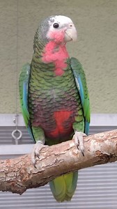 The Cuban Amazon is an active, vocal and beautiful Caribbean species. Of the parrots from that region it is the most common in Aviculture. They are fair talkers | Tony Silva