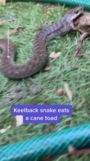 Keelback Snake Eating Cane Toads