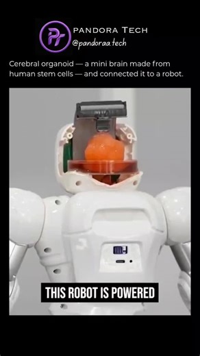 Pandoraa Tech on Instagram: "Chinese scientists have grown a cerebral organoid — a tiny brain made from human stem cells — and connected it to a robot. The organoid can process signals and influence robotic movement, blurring the line between biology and machines. This research could reshape how we understand intelligence, brain–computer interfaces, and the future of AI. Follow @pandoraa.tech For daily AI updates. #MiniBrain #CerebralOrganoid #BrainComputerInterface #BioAI #Neurotechnology I [ce