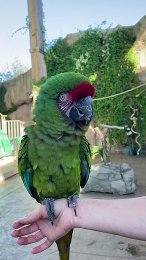 Welcome back to the Bird Show at Flamingo Land #birdsoftiktok #birdshow #birdtalent #owl #parrot #flamingoland #cleverbirds #birdtraining #birdtok #flamingolandzoo #flamingolandresort