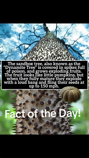 Darice Hancock on TikTok