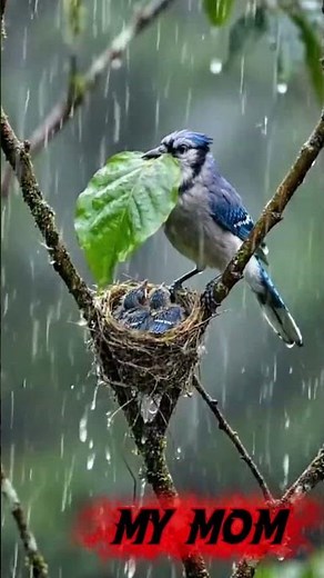 A Mother's Ultimate Sacrifice: Blue Jay Protects Her Babies in Heavy Storm! 🌧️💙👵🐦