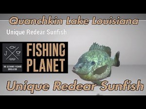 Unique Redear Sunfish - Quanchkin Lake Louisiana - Fishing Planet Guide