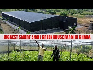 Green House Farming In Ghana|Understanding the smart farming. Biggest snail greenhouse farm in Ghana