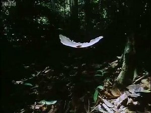 Seed aviation, Travelling, The Private Life of Plants BBC Two