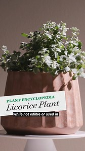 12K views · 21 reactions | Often grown as an annual, the licorice plant is actually a woody tropical perennial in places that don't freeze. Learn more: https://bit.ly/44YLFbY | Better Homes & Gardens | Facebook