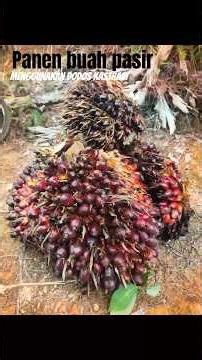 PANEN BUAH PASIR #lumayandaripadadibuang #sawitbuahpasir #petanisawit
