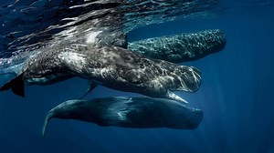 Scientists learn basics of sperm whale language after years of research