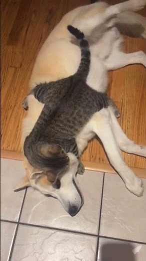 Cat suck dog