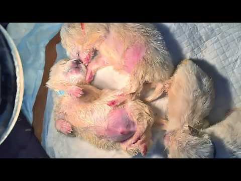 Abandoned newborn puppies in a trash can, sealed in a plastic bag, crying for a chance to survive.