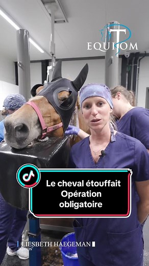 Soins pour cheval avec larynx paralysé et asthme
