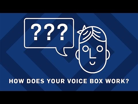 How Does Your Voicebox Work? | Earth Science