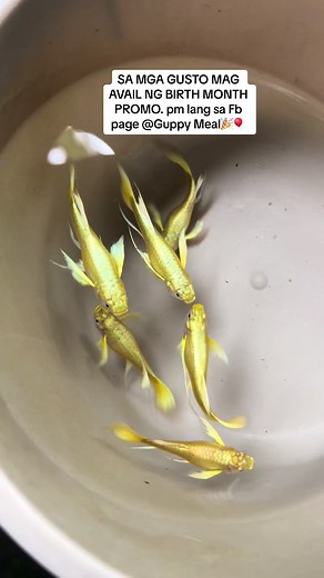 Full Gold Gullwing Ribbon Guppy - Stunning 24k Fish for Fishkeeping Hobbyists