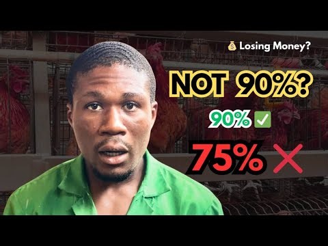 Peak Production in Layers: Why Your Birds Aren’t Giving You 90% Eggs (And How to Fix It!)