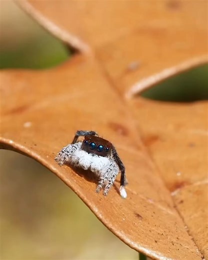 There's a spider in Australia smaller than a grain of rice that does a 50-minute mating dance. If the female isn't impressed, she eats him.The peacock spider (genus Maratus) has one of the most carefully studied mating displays of any animal. The male does about six things at the same time during the dance, and researchers needed high-speed cameras and laser equipment just to figure out what was going on. The first paper to map the whole performance came out in 2011 from Madeline Girard and her 
