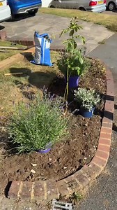 Let’s clean up this garden bed and add some colour. Use a plank of wood and a half-moon edger for a perfectly straight edge—a simple tip that delivers a tidy, satisfying transformation. #satisfyingvideos #edge #straightedge #tips #transformation #colour #clean | Acres lawn care