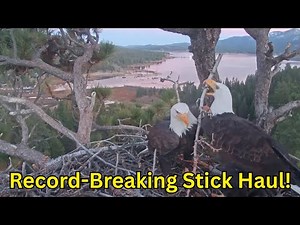 Jackie & Shadow’s Nesting Dance A Powerful Tag Team in Action!