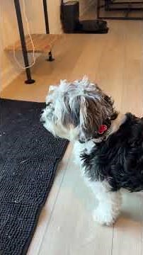 Real Customer Review — Elecane OB11 Smart Bark Collar for Small Dogs | Riley’s Story