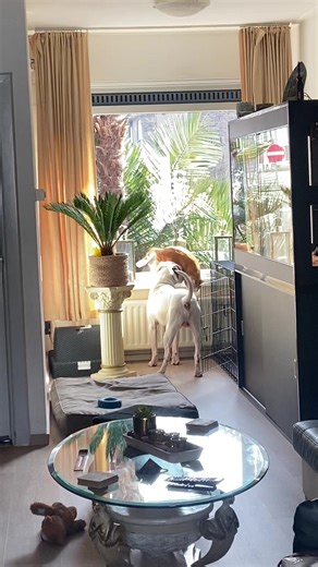 Always hard to leave the cat alone, sometimes he wanne play. But most of the time not 😜🐾🐈🤍🖤🧡 #dogoargentino #cats #play #viralvideo #fyp