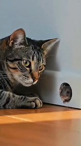 2K views · 11 reactions | Cat and rat catch | Showboi | Facebook