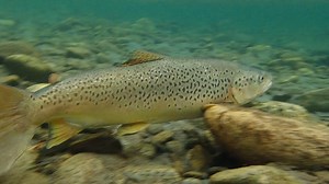 13K views · 215 reactions | The Release | Owen River Lodge | Facebook