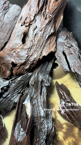 Create Your Blackwater Aquarium: Quick Setup Guide