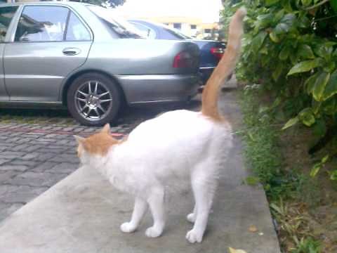 i never know cat pee like this!!!