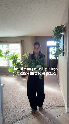 Growing Peace Lilies in LECA: A Step-by-Step Guide