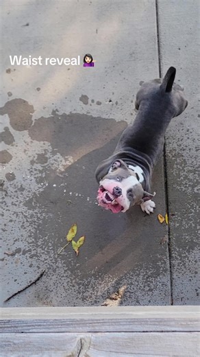 American Bully Fitness: The Lazy Boy Transformation